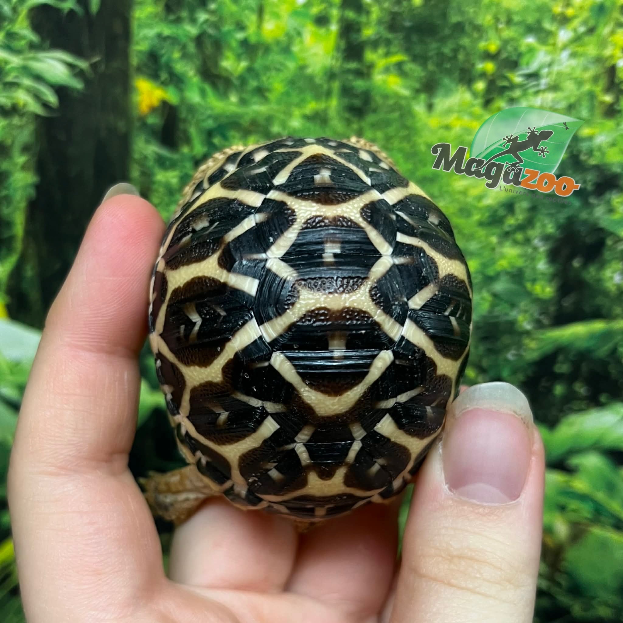 Magazoo Tortue Étoilée bébé  #1 éclos le 15 Juillet 2025