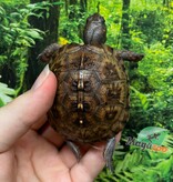 Magazoo Tortue boîte de l'est bébé  #2 éclos le 16 Juin 2025