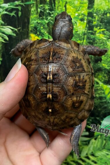 Magazoo Tortue boîte de l'est bébé  #2 éclos le 16 Juin 2025