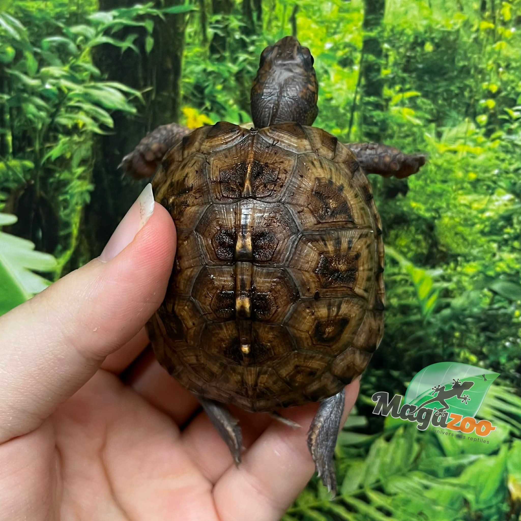Magazoo Baby Box turtle  #2