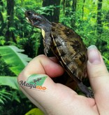 Magazoo Tortue boîte de l'est bébé  #2 éclos le 16 Juin 2025