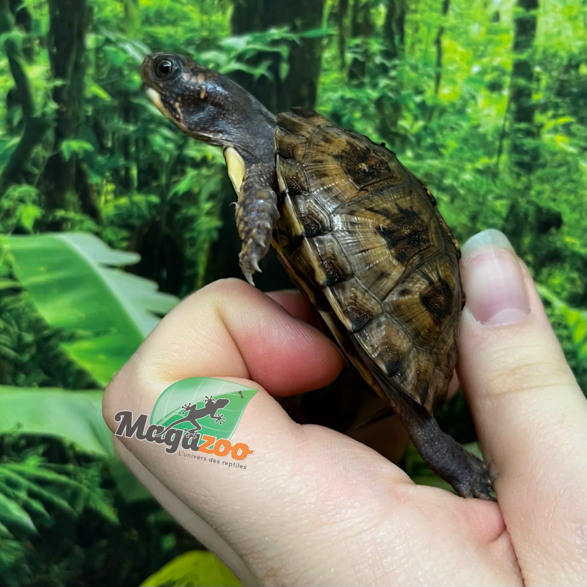 Magazoo Tortue boîte de l'est bébé  #2 éclos le 16 Juin 2025