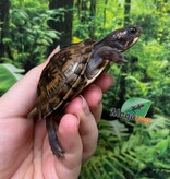 Magazoo Tortue boîte de l'est bébé  #2 éclos le 16 Juin 2025