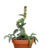 Mossify 3 Pack - Bendable Moss Pole™ THIN of 40 cm (16 po)