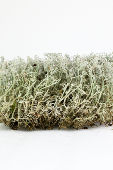 Mossify MOSSIFY REV-CR-0001 Lichen mousse (Cladonia arbuscula) - Mousse vivante / Mousse dormante - Emballage Revita-moss