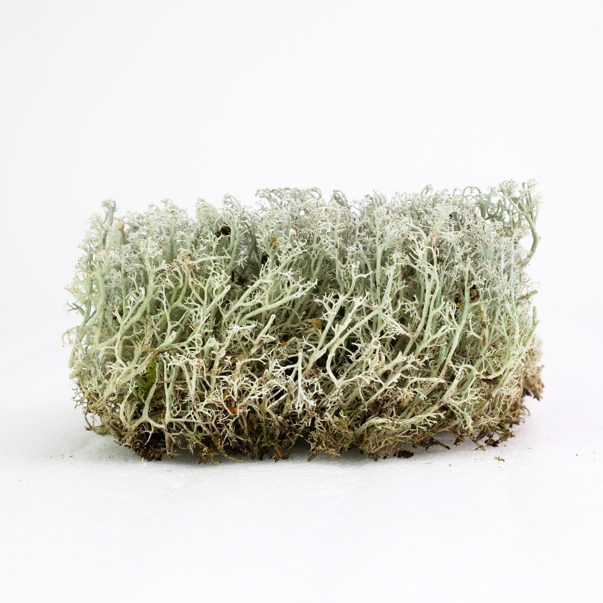 Mossify Lichen Moss (Cladonia arbuscula) - Live Moss / Dormant Moss - Revita-moss Retail Pack