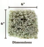 Mossify Lichen Moss (Cladonia arbuscula) - Live Moss / Dormant Moss - Revita-moss Retail Pack