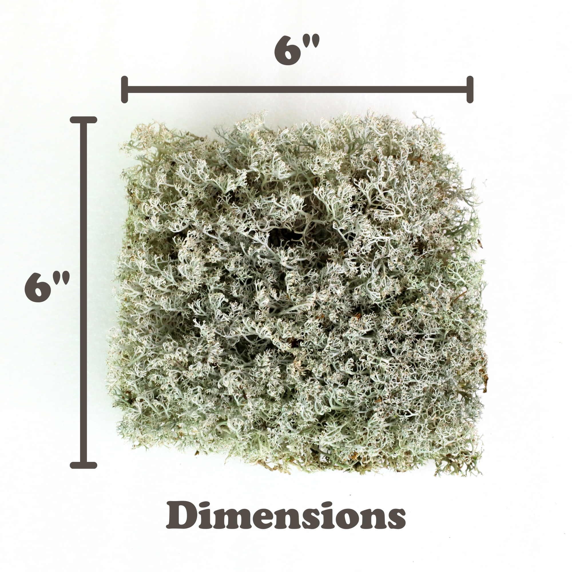 Mossify MOSSIFY REV-CR-0001 Lichen mousse (Cladonia arbuscula) - Mousse vivante / Mousse dormante - Emballage Revita-moss