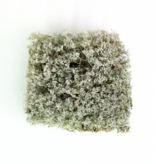 Mossify MOSSIFY REV-CR-0001 Lichen mousse (Cladonia arbuscula) - Mousse vivante / Mousse dormante - Emballage Revita-moss