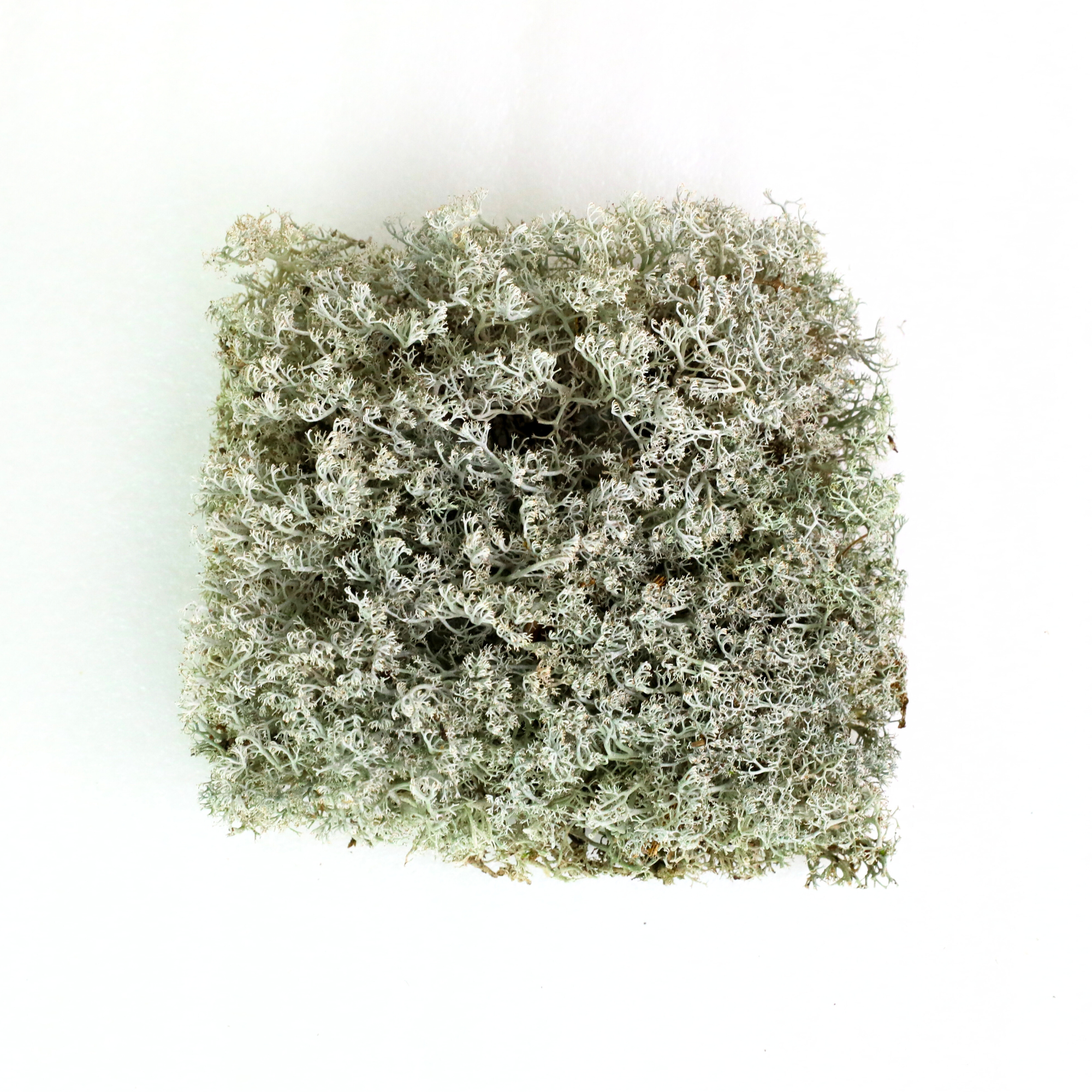 Mossify Lichen Moss (Cladonia arbuscula) - Live Moss / Dormant Moss - Revita-moss Retail Pack