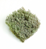 Mossify MOSSIFY REV-CR-0001 Lichen mousse (Cladonia arbuscula) - Mousse vivante / Mousse dormante - Emballage Revita-moss