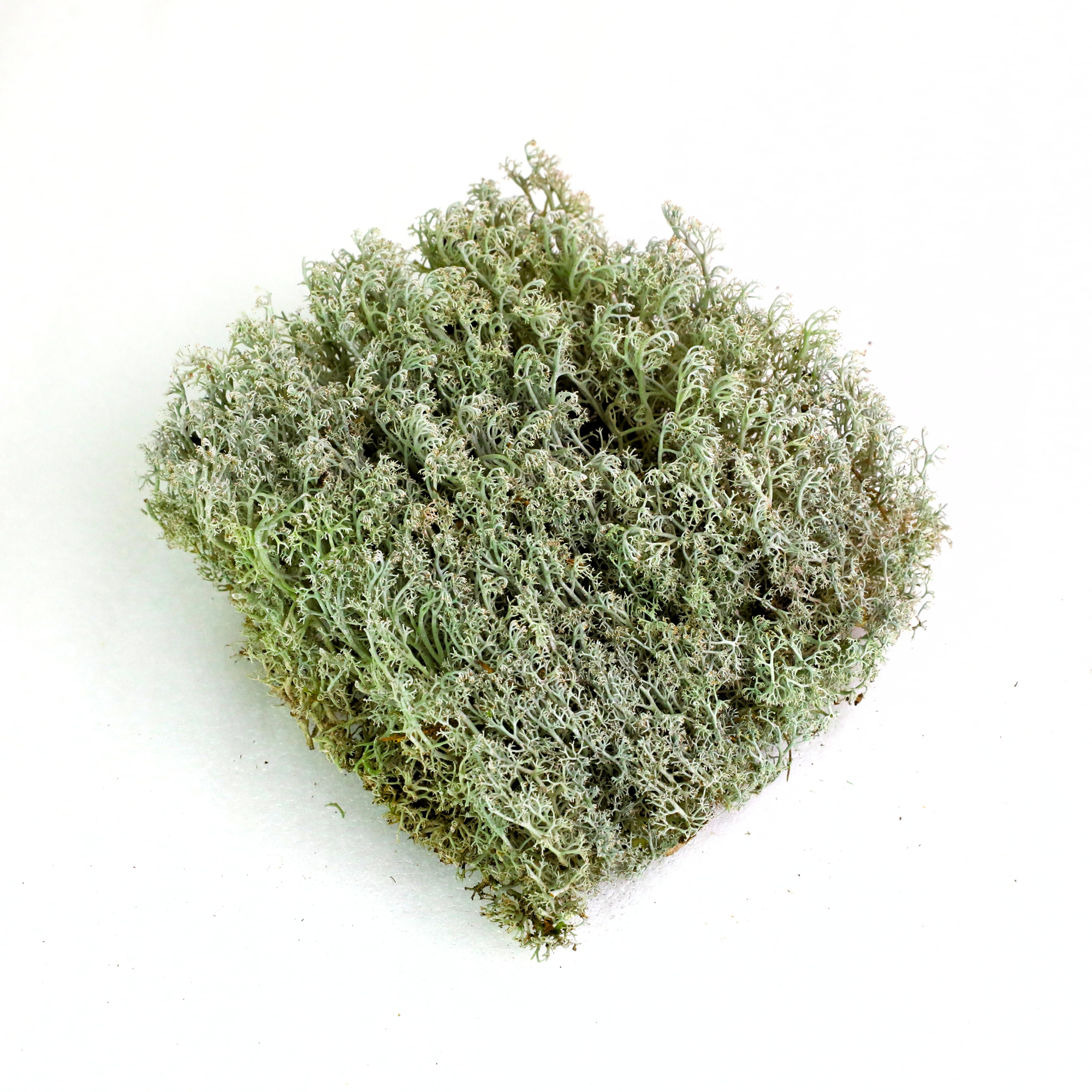 Mossify MOSSIFY REV-CR-0001 Lichen mousse (Cladonia arbuscula) - Mousse vivante / Mousse dormante - Emballage Revita-moss