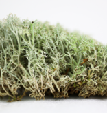 Mossify Lichen Moss (Cladonia arbuscula) - Live Moss / Dormant Moss - Revita-moss Retail Pack