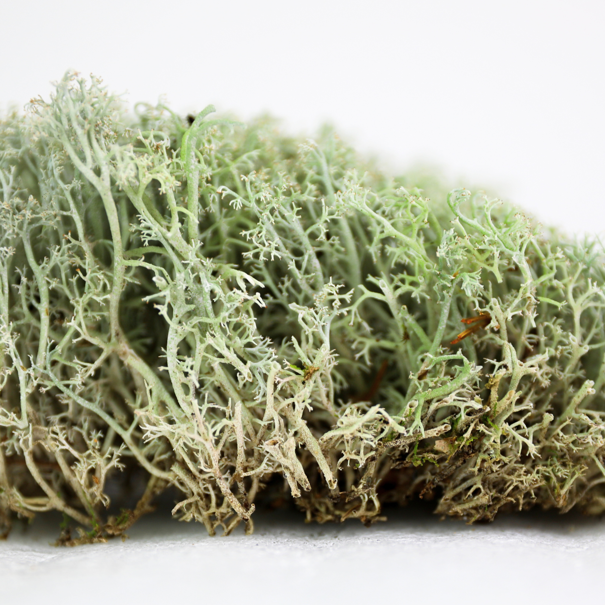 Mossify Lichen Moss (Cladonia arbuscula) - Live Moss / Dormant Moss - Revita-moss Retail Pack