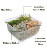 Mossify Revita-Moss Mixed Pack