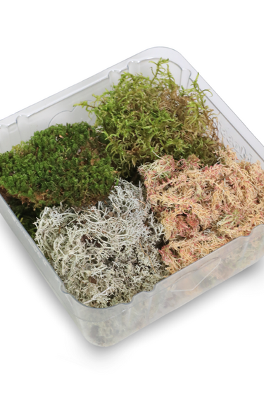 Mossify Revita-Moss Mixed Pack