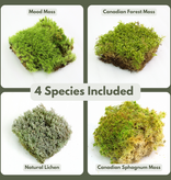 Mossify Revita-Moss Mixed Pack