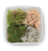 Mossify Revita-Moss Mixed Pack