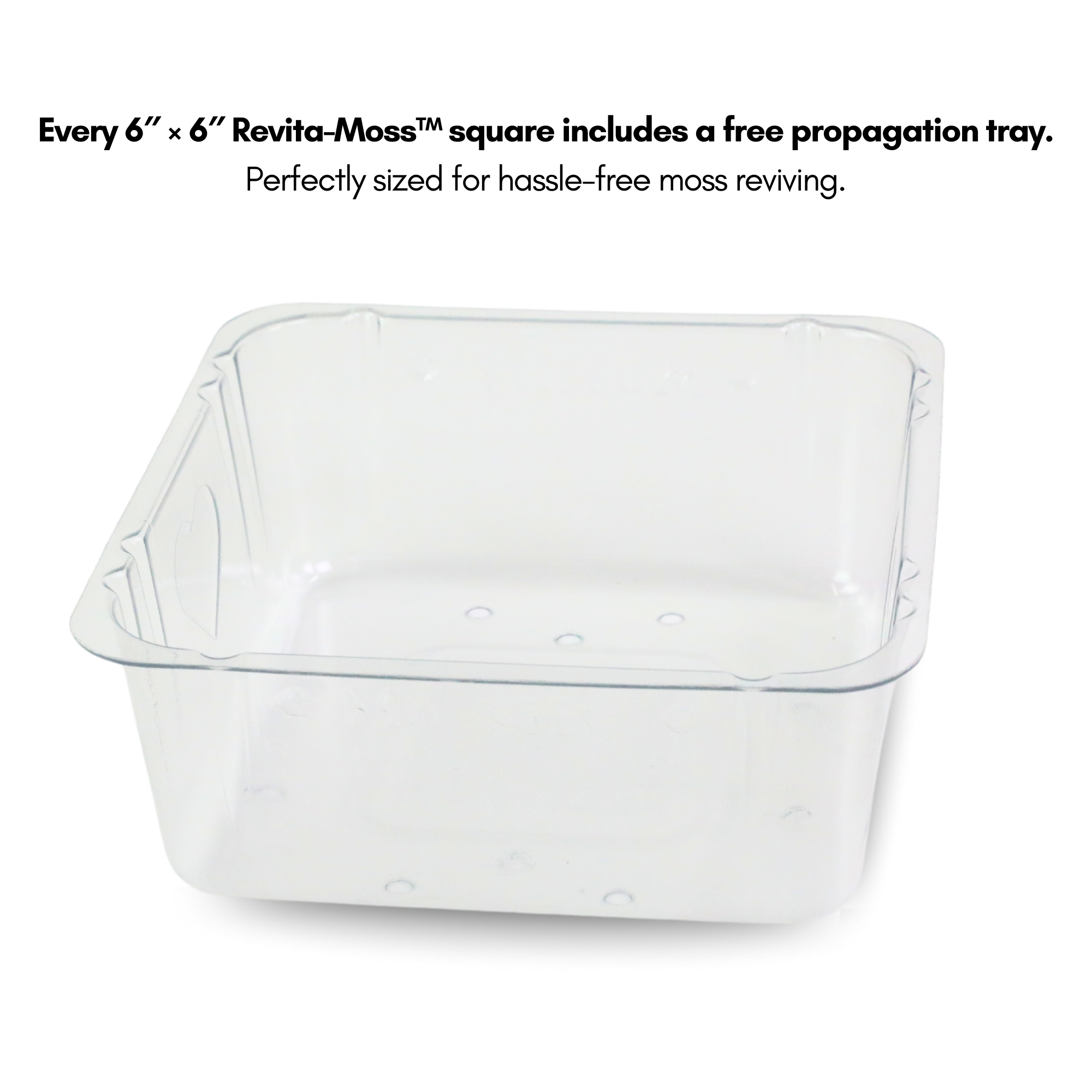 Mossify Natural Forest Moss (Pleurozium schreberi) - Live Moss / Dormant Moss - Revita-moss Retail Pack