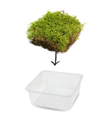 Mossify Natural Forest Moss (Pleurozium schreberi) - Live Moss / Dormant Moss - Revita-moss Retail Pack