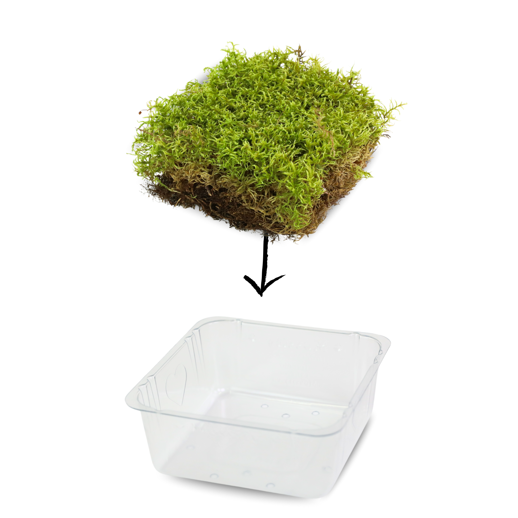 Mossify MOSSIFY REV-PS-0001 Mousse forestière naturelle (Pleurozium schreberi) - Mousse vivante / Mousse dormante - Emballage de vente au détail Revita-moss