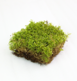 Mossify Natural Forest Moss (Pleurozium schreberi) - Live Moss / Dormant Moss - Revita-moss Retail Pack