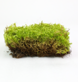 Mossify MOSSIFY REV-PS-0001 Mousse forestière naturelle (Pleurozium schreberi) - Mousse vivante / Mousse dormante - Emballage de vente au détail Revita-moss