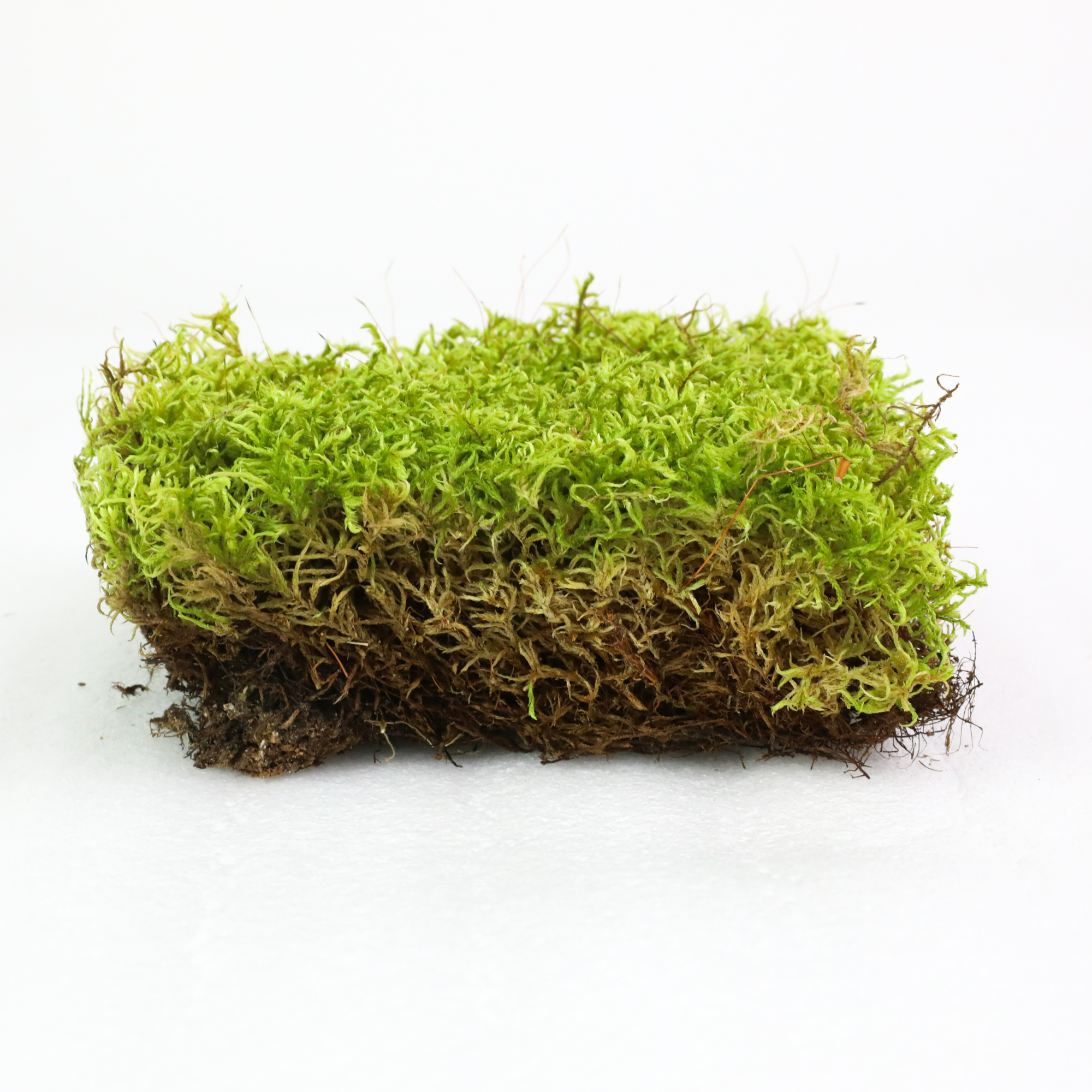 Mossify Natural Forest Moss (Pleurozium schreberi) - Live Moss / Dormant Moss - Revita-moss Retail Pack