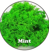 Mossify Premium Reindeer Mint Moss 100g