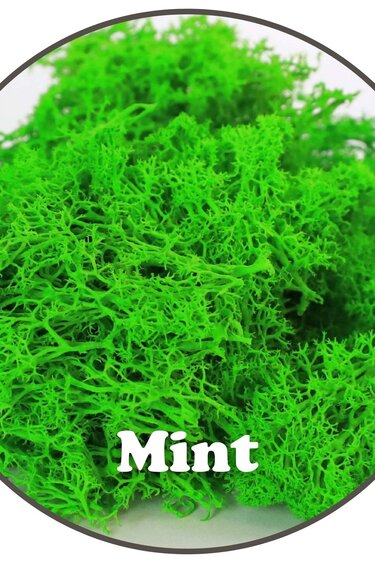 Mossify Premium Reindeer Mint Moss 100g