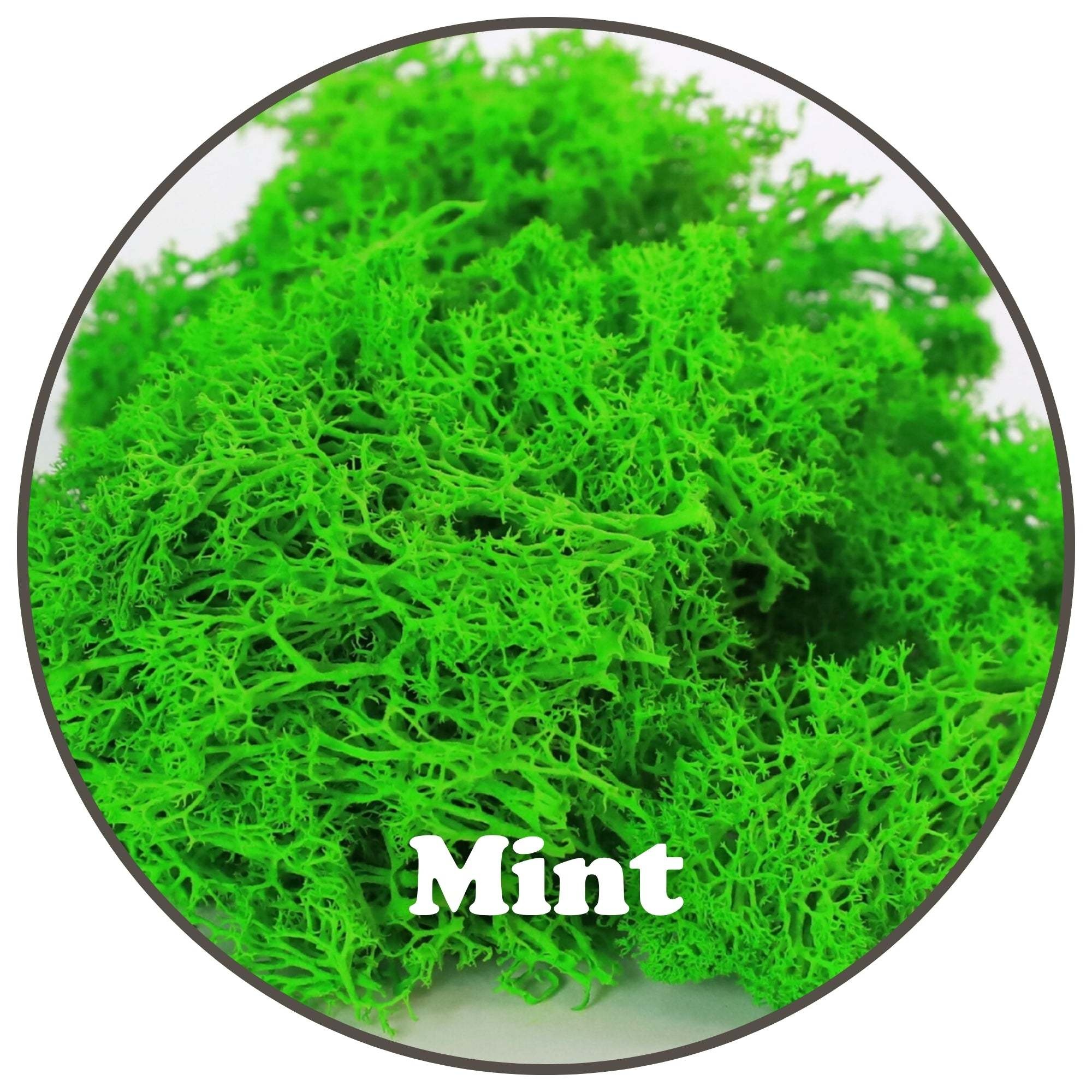 Mossify Premium Reindeer Mint Moss 100g