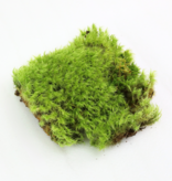 Mossify MOSSIFY REV-DS-0001 Mousse d'humeur (Dicranum) - Mousse vivante / Mousse dormante - Emballage de vente au détail Revita-moss