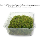 Mossify Mood Moss (Dicranum) - Live Moss / Dormant Moss - Revita-moss Retail Pack