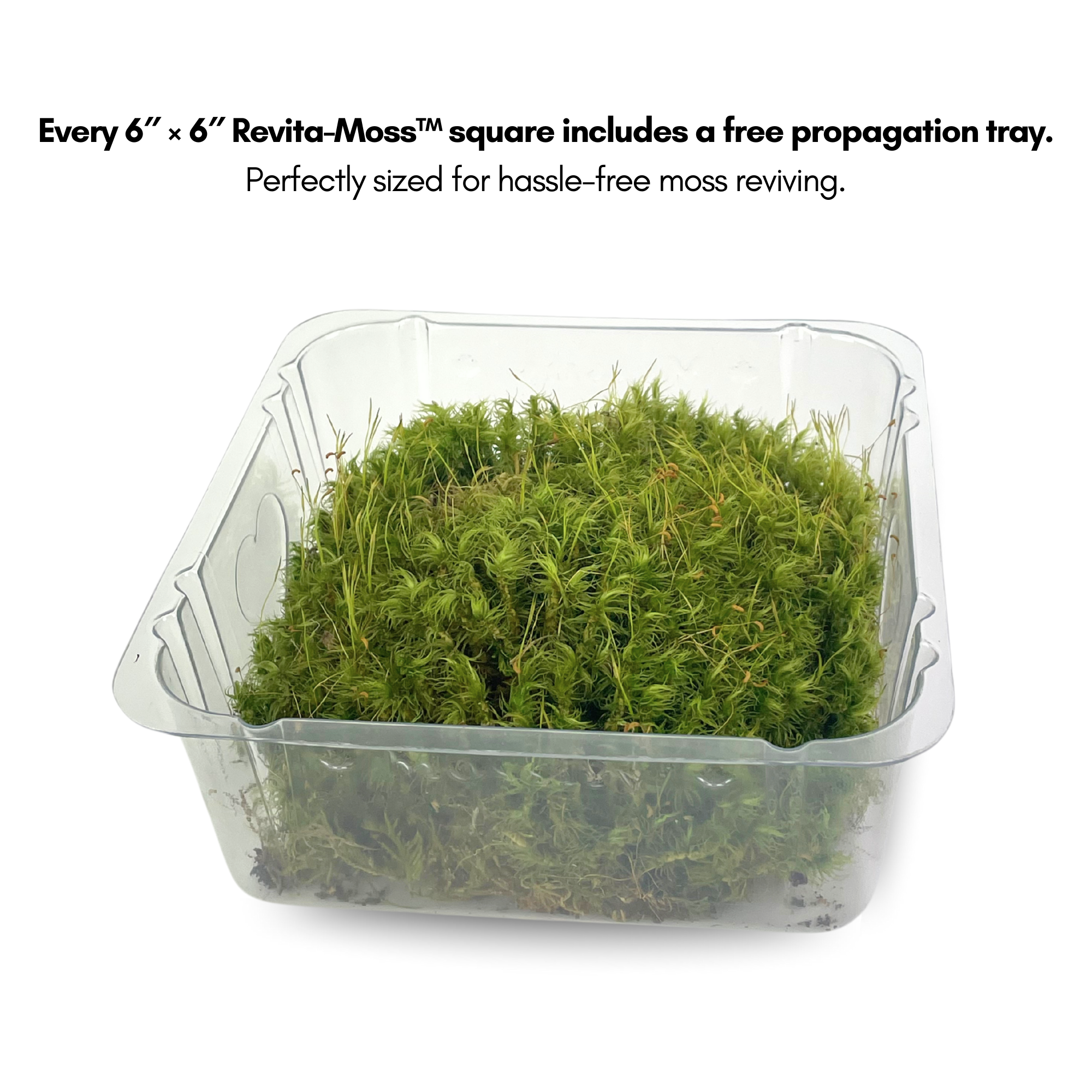 Mossify Mood Moss (Dicranum) - Live Moss / Dormant Moss - Revita-moss Retail Pack