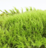 Mossify MOSSIFY REV-DS-0001 Mousse d'humeur (Dicranum) - Mousse vivante / Mousse dormante - Emballage de vente au détail Revita-moss