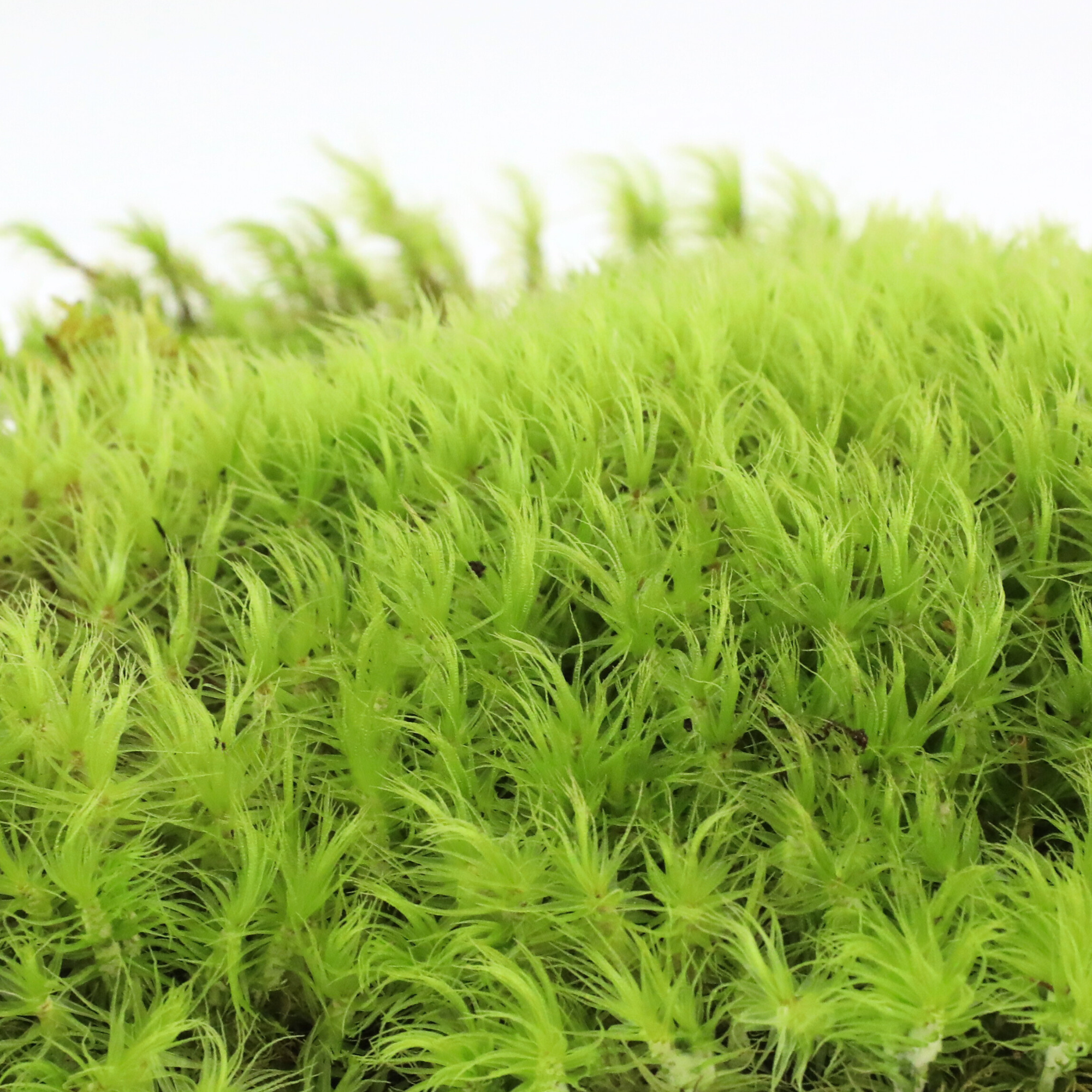 Mossify Mood Moss (Dicranum) - Live Moss / Dormant Moss - Revita-moss Retail Pack
