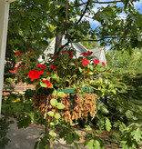 Mossify Premium Natural Sphagnum Moss 150 g | 5,3 oz