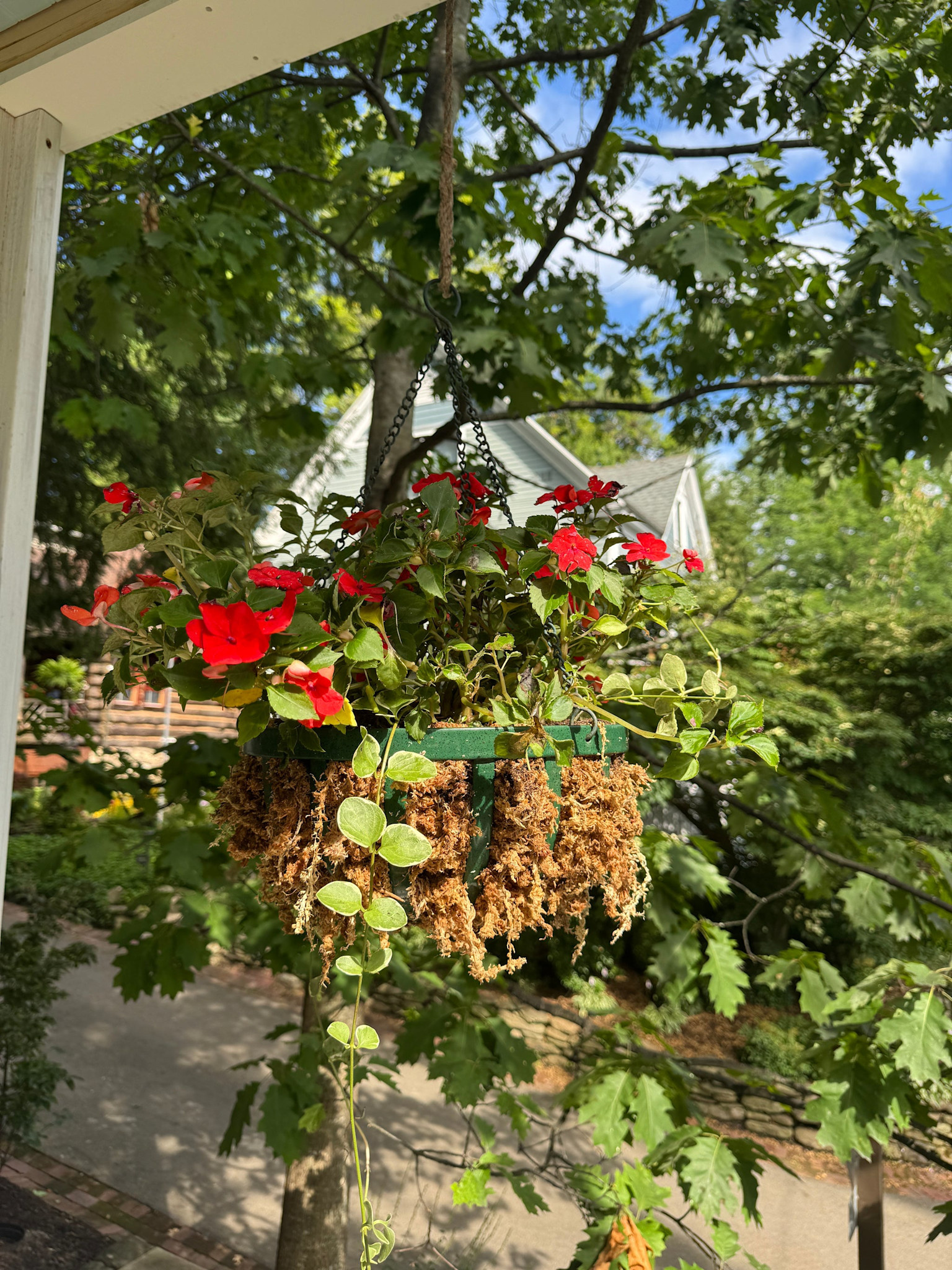 Mossify Premium Natural Sphagnum Moss 150 g | 5,3 oz