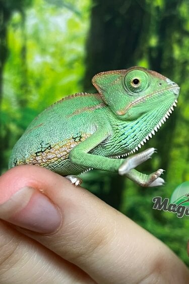 Magazoo Caméléon casqué du Yemen Low Translucide Mâle #2