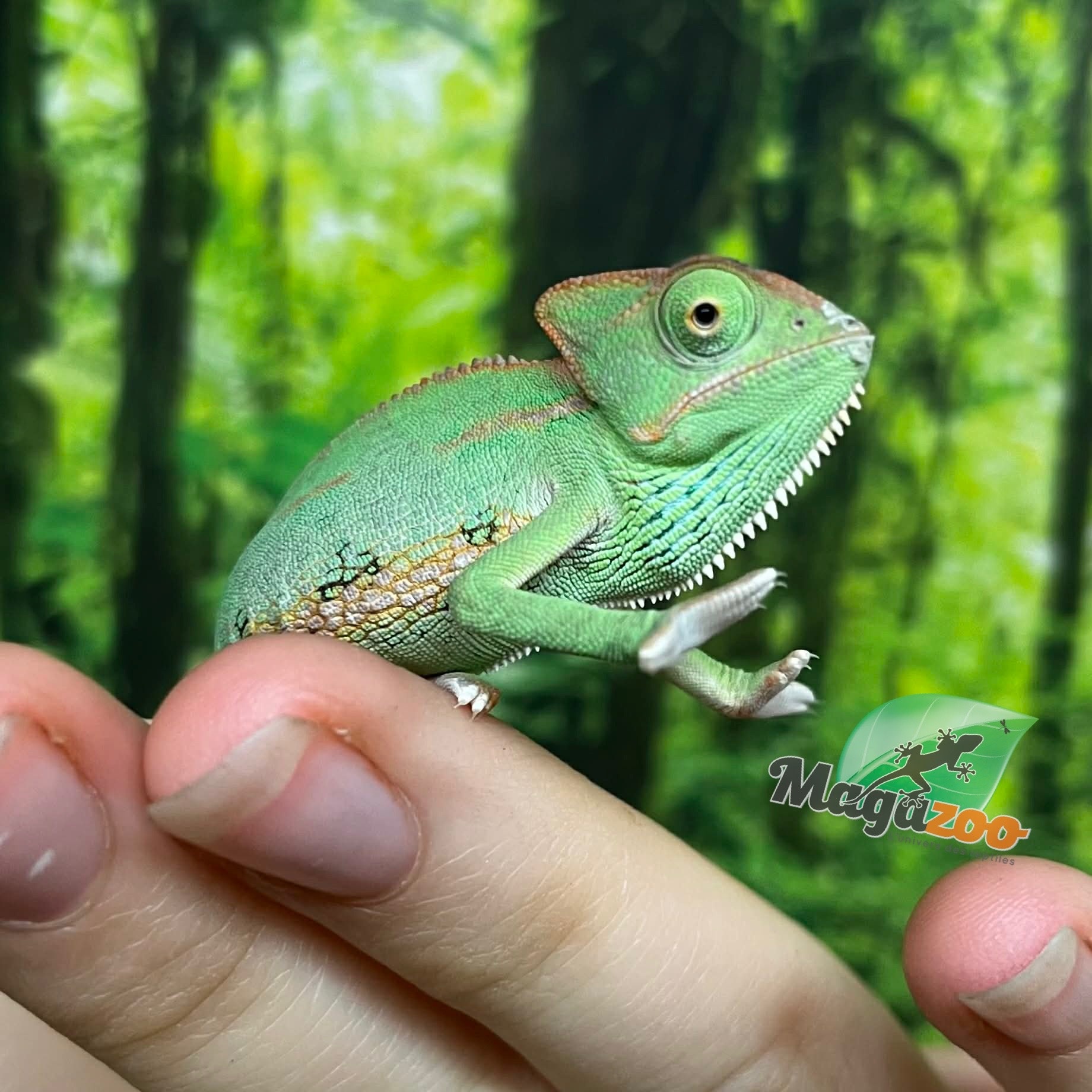 Magazoo Caméléon casqué du Yemen Low Translucide Mâle #2