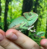 Magazoo Low Translucent Male Veiled Chameleon #2