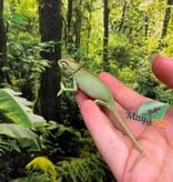 Magazoo Low Translucent Male Veiled Chameleon #2