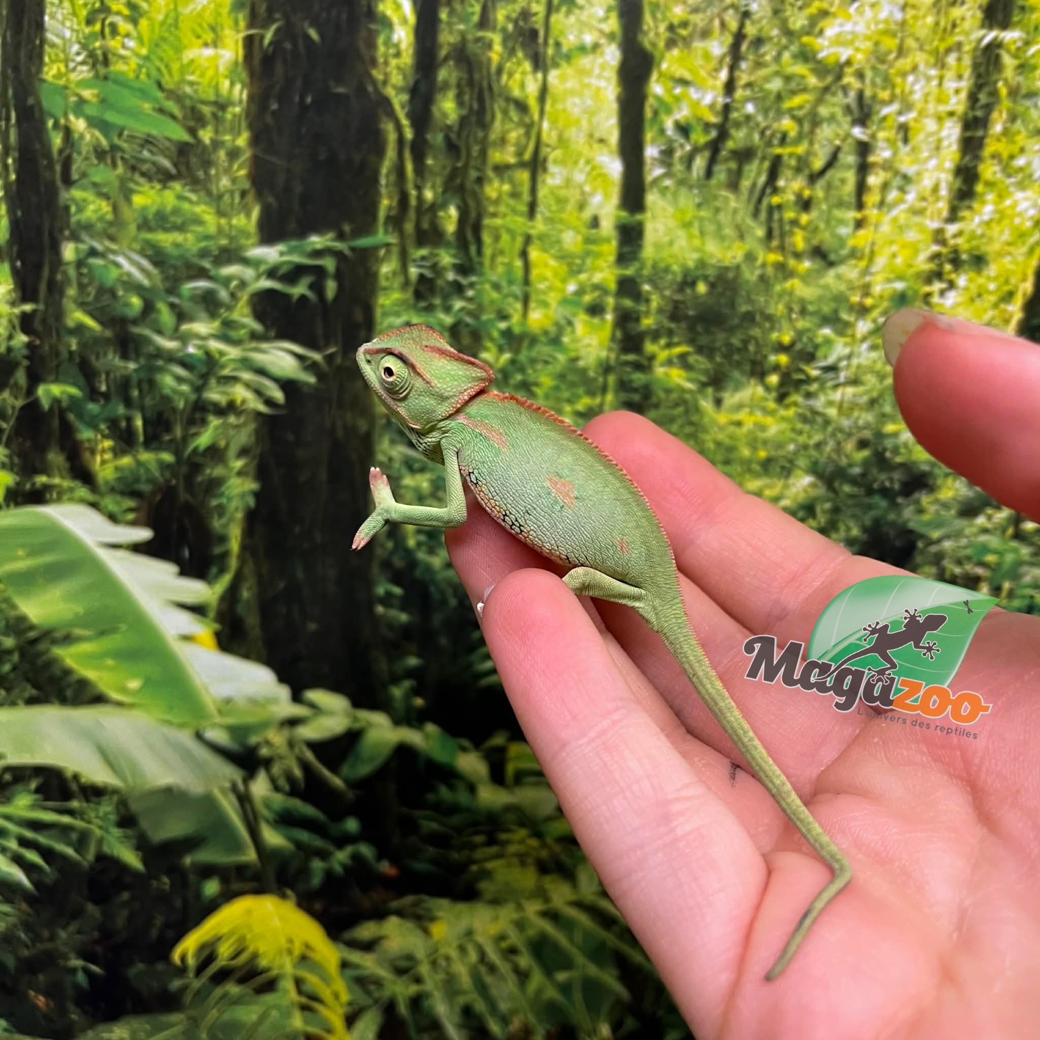 Magazoo Low Translucent Male Veiled Chameleon #2