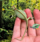 Magazoo Low Translucent Male Veiled Chameleon #2