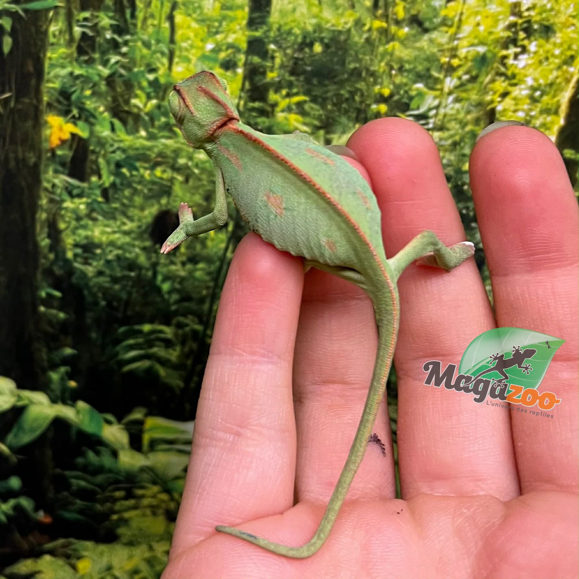 Magazoo Caméléon casqué du Yemen Low Translucide Mâle #2