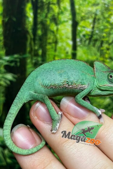 Magazoo Caméléon casqué du Yemen Low Translucide Mâle #1