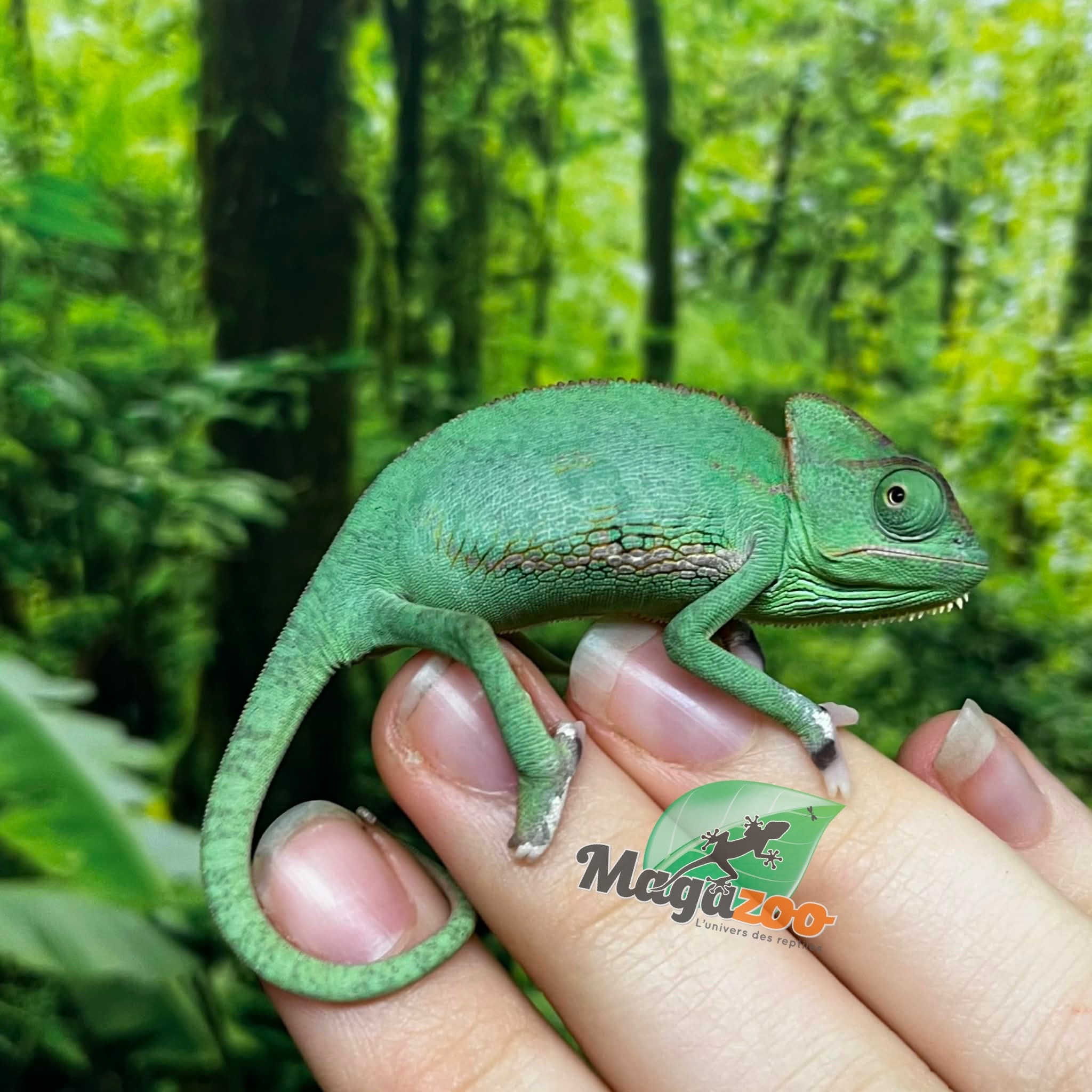 Magazoo Low Translucent Male Veiled Chameleon #1