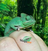 Magazoo Caméléon casqué du Yemen Low Translucide Mâle #1