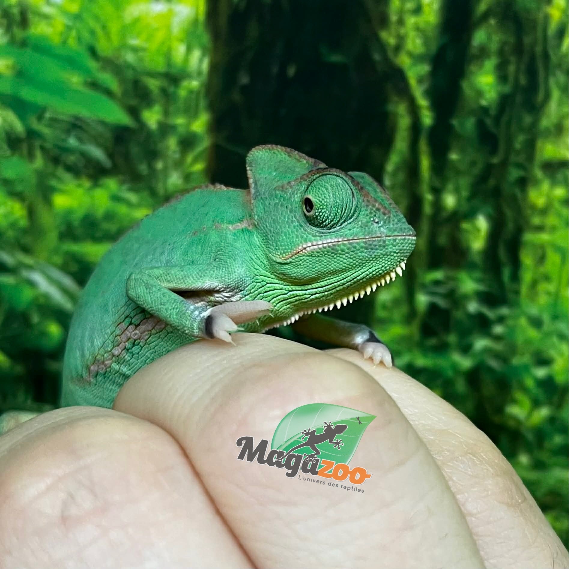 Magazoo Low Translucent Male Veiled Chameleon #1