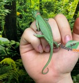 Magazoo Low Translucent Male Veiled Chameleon #1